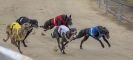 Greyhoundracing