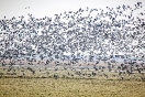 Fugle i marsken