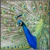 peacock-001